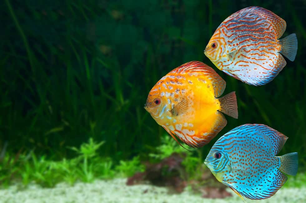 How to Lower pH Level in Fish Tank - Aquatic Eden