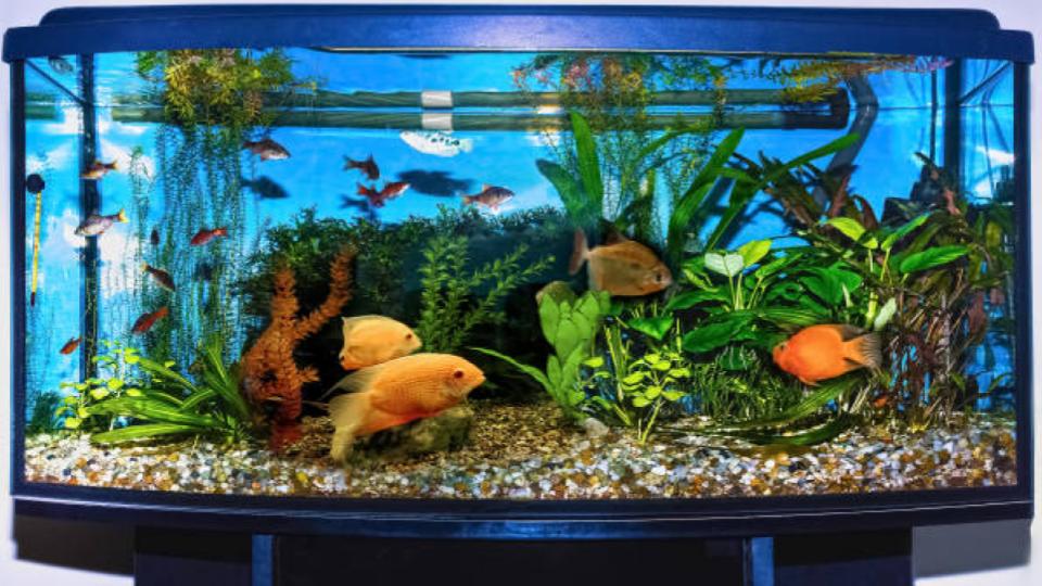 How to Lower Nitrates in Aquarium (Reduce Them For Good) How to Lower Nitrates in Aquarium (Reduce Them For Good)