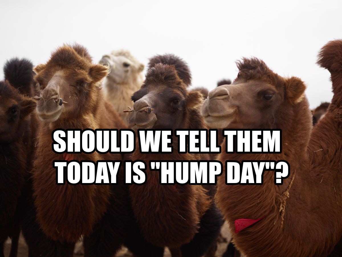 59 Happy Hump Day Memes 59 Happy Hump Day Memes