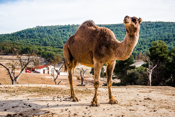 Intermediate+ Word of the Day: hump – WordReference Word of the Day How to hump a pillow