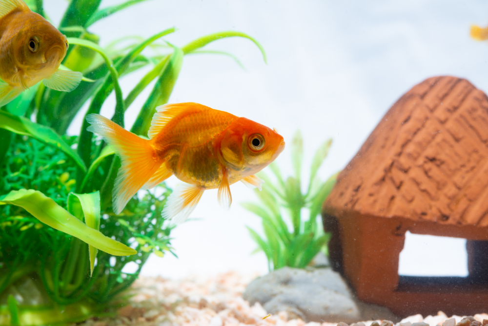 ᐉ How to Lower Nitrates in Fish Tank: Remove Nitrate Levels in Aquarium How to lower nitrates in fish tank