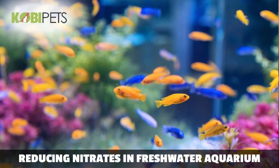How to Lower Nitrates in Freshwater Aquarium? - Kobi Pets Answers How to Lower Nitrates in Freshwater Aquarium? - Kobi Pets Answers