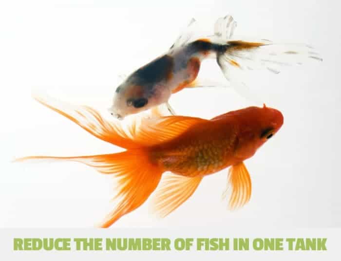 How to Lower Nitrates in Freshwater Aquarium? - Kobi Pets Answers How to Lower Nitrates in Freshwater Aquarium? - Kobi Pets Answers